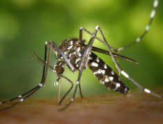 Piqûre de moustique tigre : comment se protéger efficacement ?