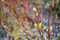 Santarome Bio : la gamme minceur aux bourgeons de plantes